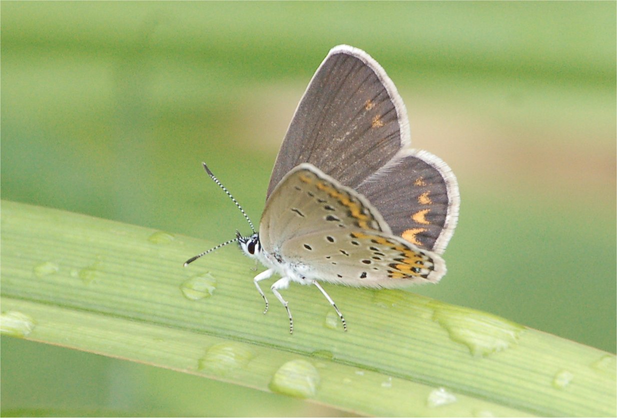 Ci provo: Plebejus idas